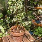 Peperomia Pink Lady Variegated 粉錦椒草（Peperomia Pink Lady Variegated）— 植仔 Plantjai 香港觀葉植物