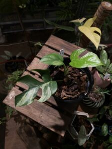 Rhaphidophora tetrasperma variegated 姬龜背錦