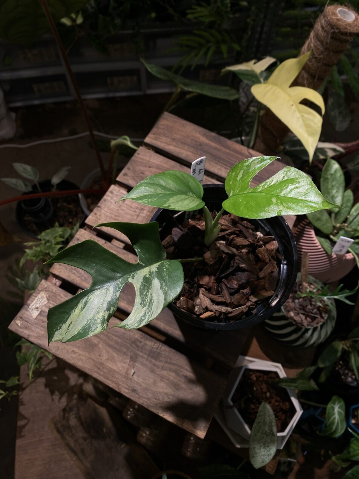 Rhaphidophora tetrasperma variegated 姬龜背錦