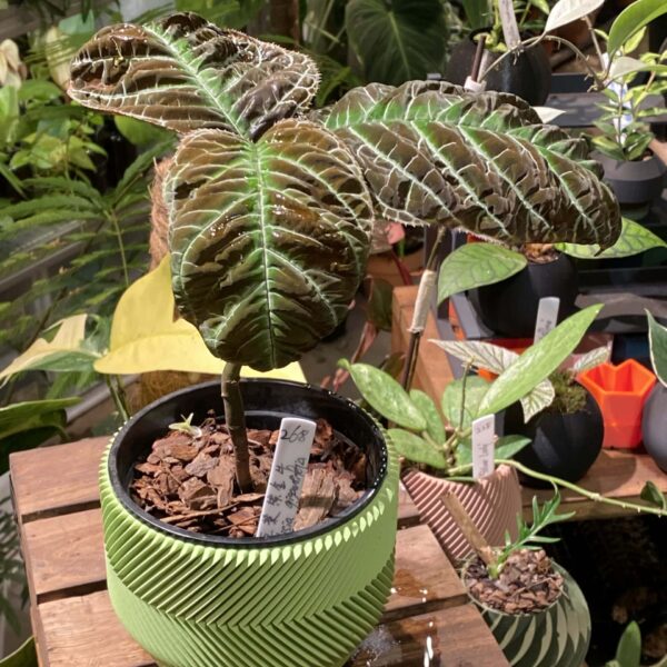 走馬胎（Ardisia gigantifolia）— 植仔 Plantjai 香港觀葉植物