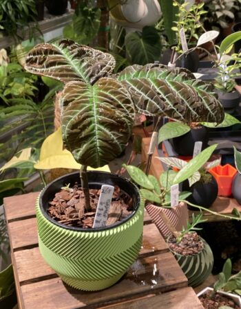 走馬胎 — 植仔 Plantjai 香港觀葉植物
