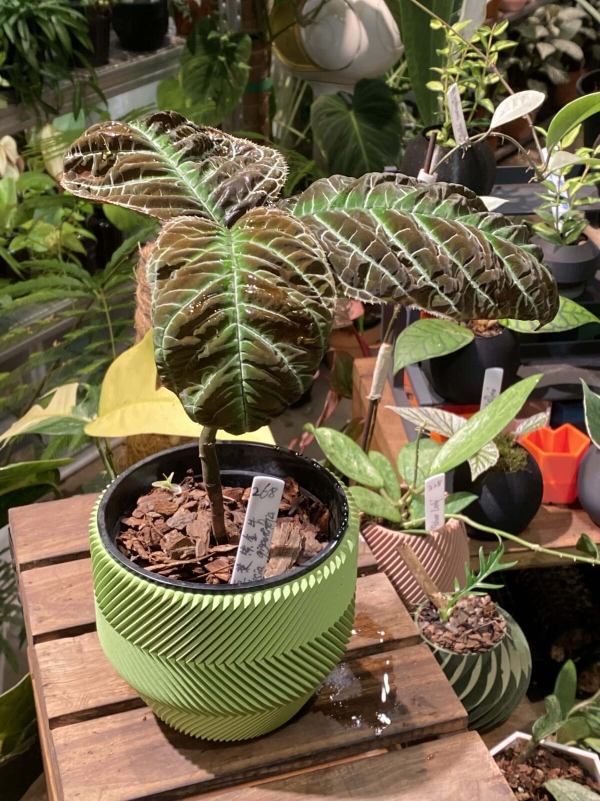 Ardisia gigantifolia 走馬胎