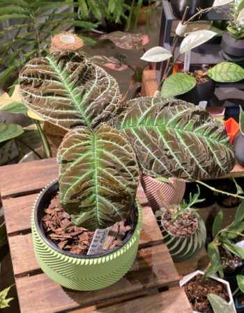 走馬胎（Ardisia gigantifolia）— 植仔 Plantjai 香港觀葉植物