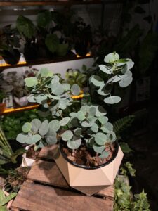 Euculyptus 'Silver Dollar' 銀幣尤加利：圖片 2
