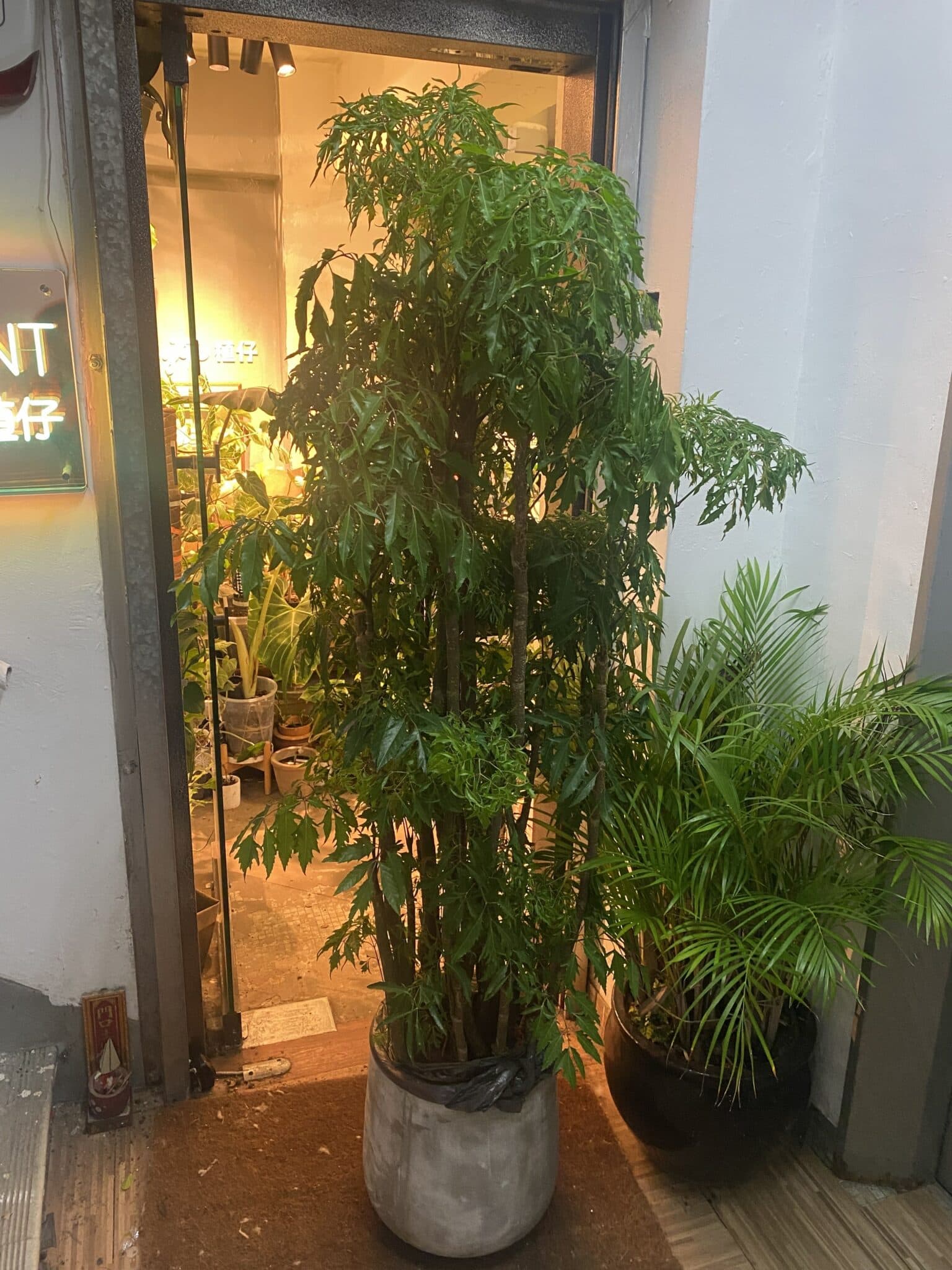 Polyscias fruticosa 裂葉福祿桐 / 森樹 Polyscias fruticosa 裂葉福祿桐 / 森樹 — 植仔 Plantjai 香港觀葉植物
