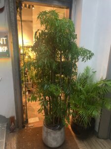 Polyscias fruticosa 裂葉福祿桐 / 森樹
