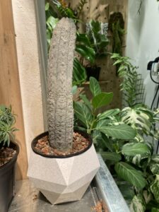 Euphorbia abdelkuri 亞迪麒麟