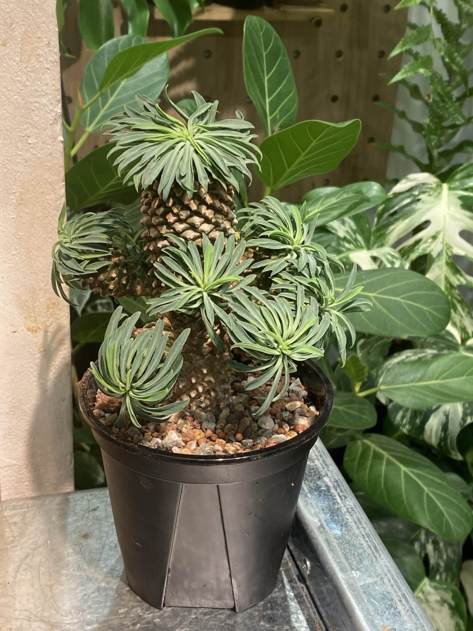 IMG_6824 Euphorbia bupleurifolia — 植仔 Plantjai 香港觀葉植物