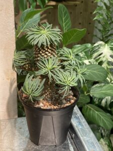 Euphorbia bupleurifolia 鐵甲麒麟