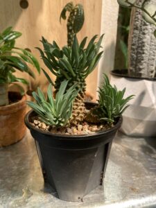 Euphorbia bupleurifolia - Image 2