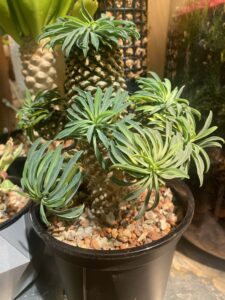 Euphorbia bupleurifolia - Image 3