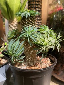 Euphorbia bupleurifolia - Image 4