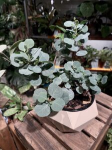 Eucalyptus gunnii 蘋果桉尤加利