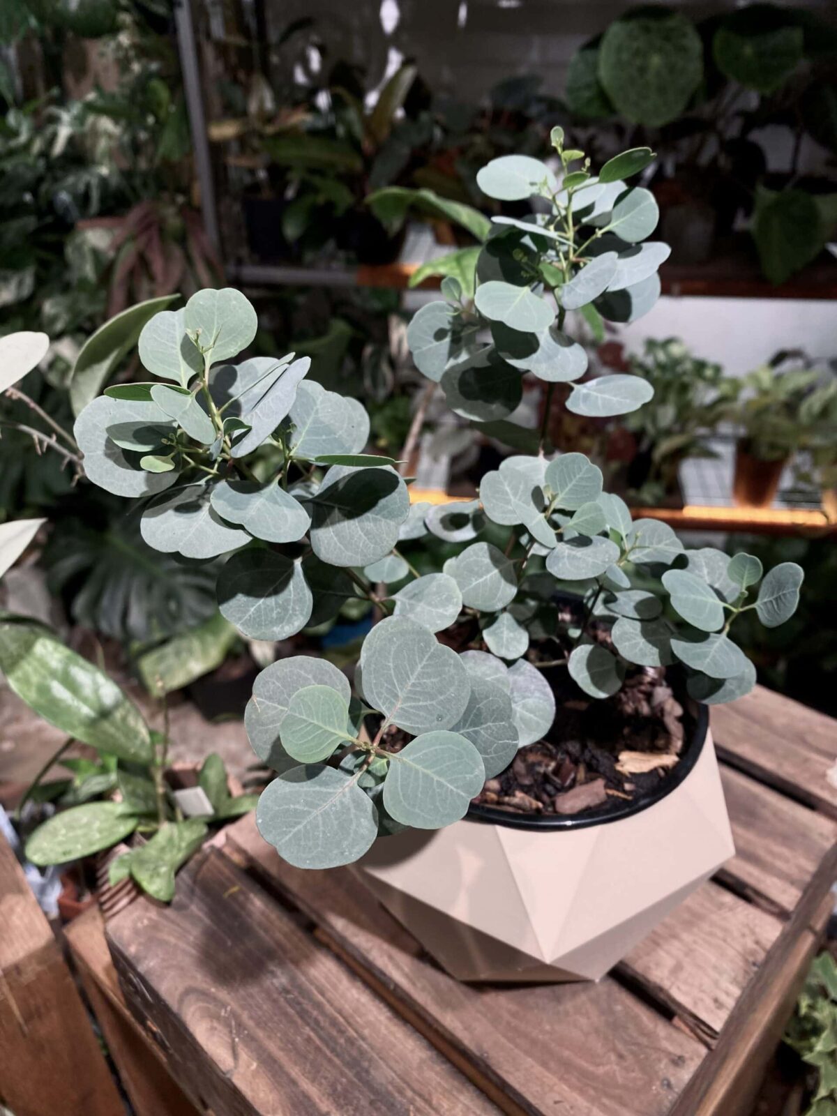 Eucalyptus gunnii 蘋果桉尤加利