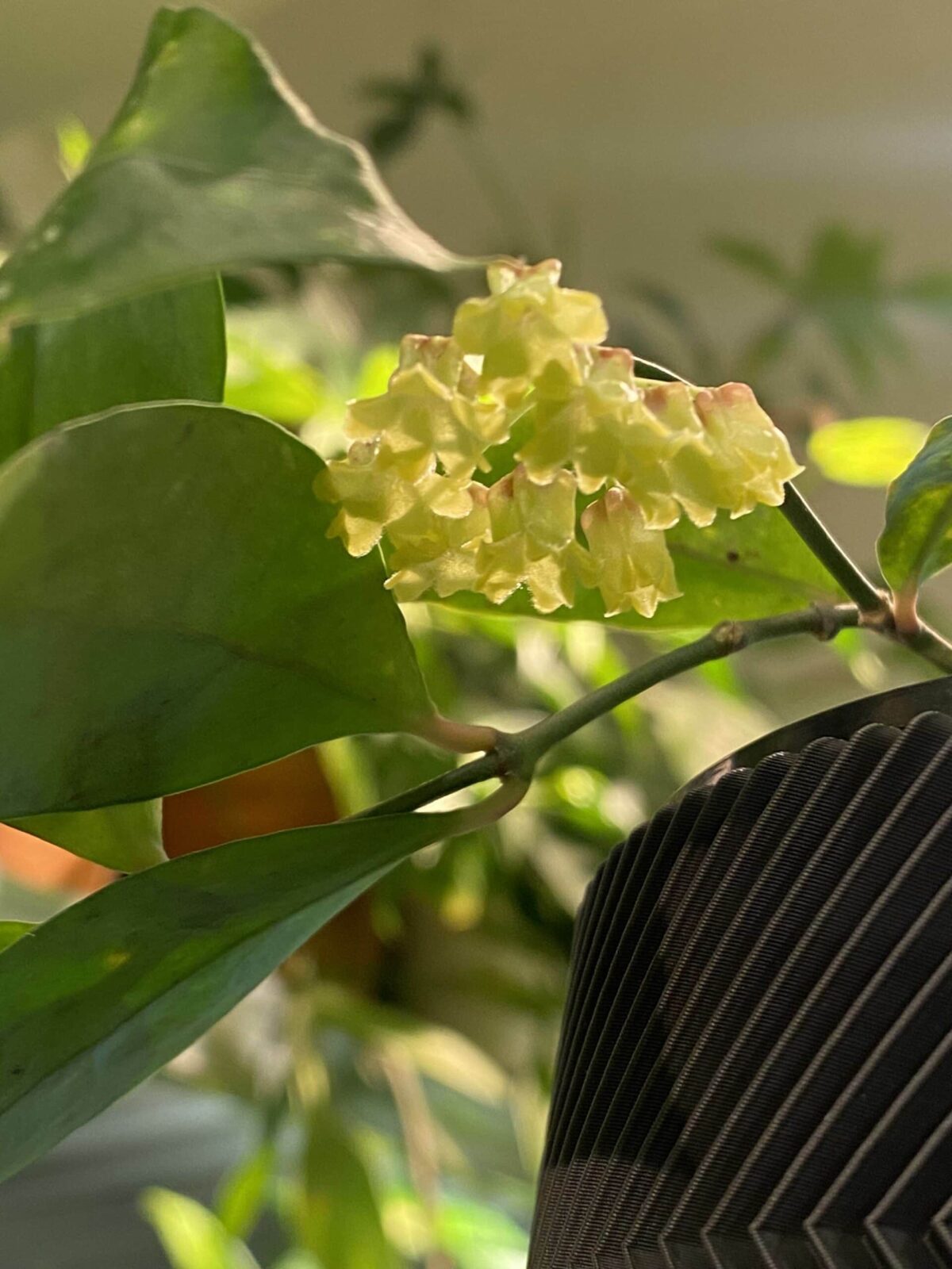 Hoya Amicabilis 祥和毬蘭