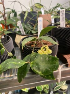 Hoya Amicabilis - Image 3