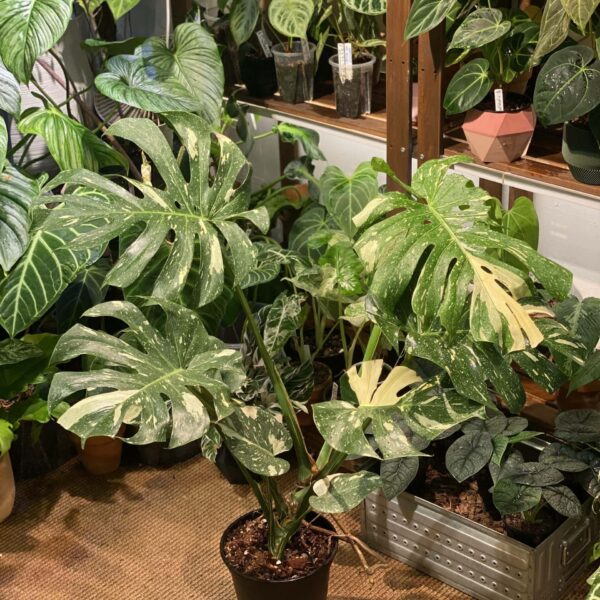 泰國灑金龜背竹 — 植仔 Plantjai 香港觀葉植物