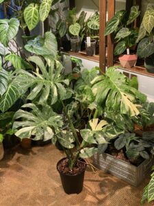 Monstera 'Thai Constellation'