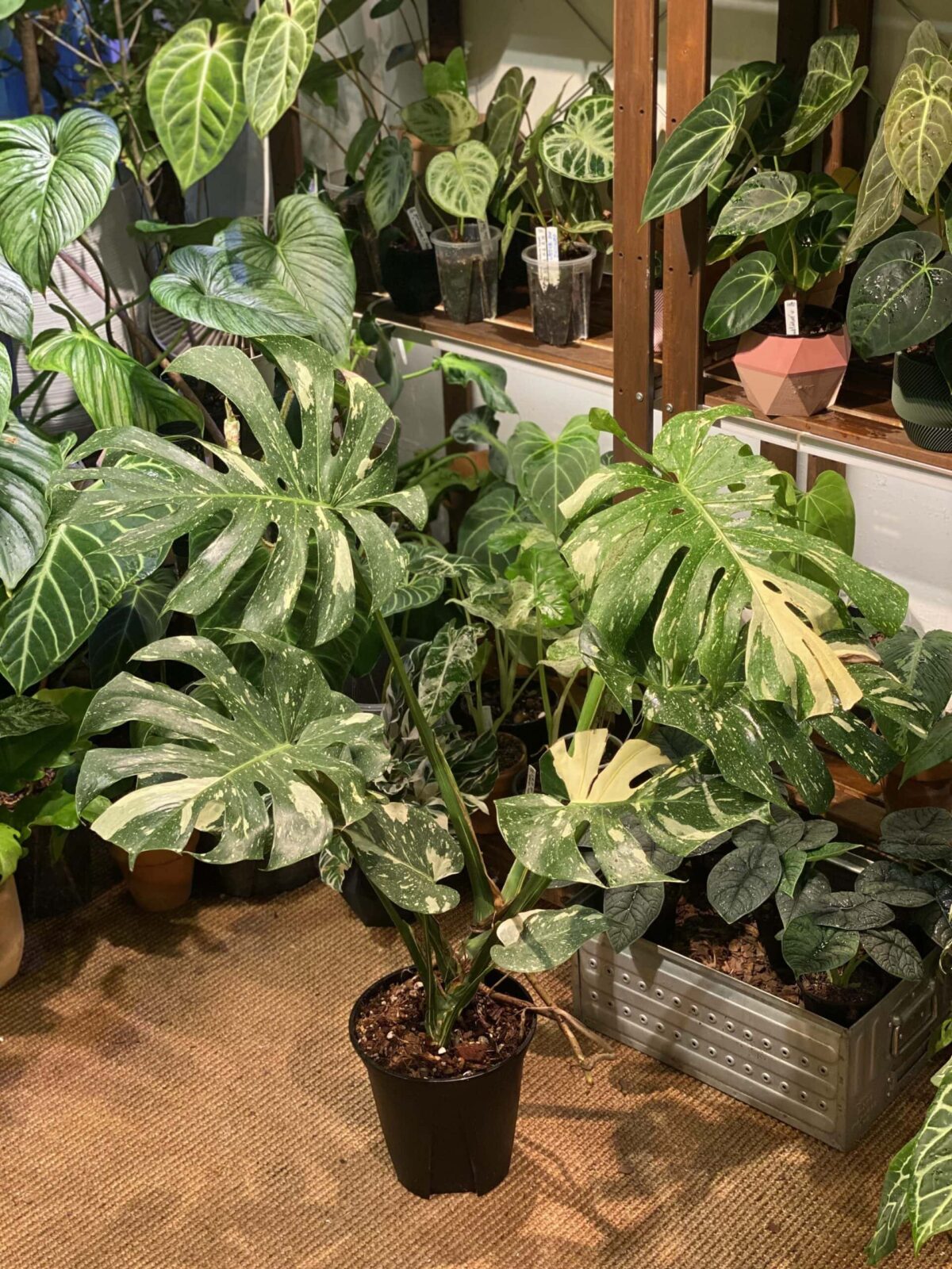 Monstera 'Thai Constellation'