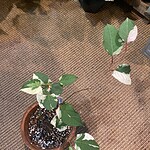 Marcgravia sp. 大葉蜜囊花（Marcgravia sp.）— 植仔 Plantjai 香港觀葉植物