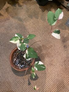 Reynoutria japonica cv. Variegata 花葉虎杖