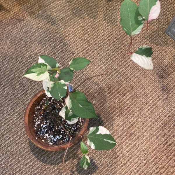 Reynoutria japonica cv. Variegata 花葉虎杖 — 植仔 Plantjai 香港觀葉植物
