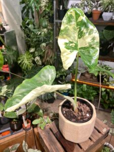 alocasia macrorrhizos variegata 熱亞海芋：圖片 3