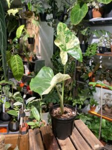 alocasia macrorrhizos variegata 熱亞海芋：圖片 2