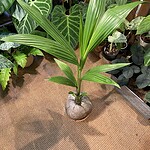 Peperomia ‘Argyreia Grandis'  西瓜皮大葉椒草（Peperomias are somewhat prone to this）— 植仔 Plantjai 香港觀葉植物