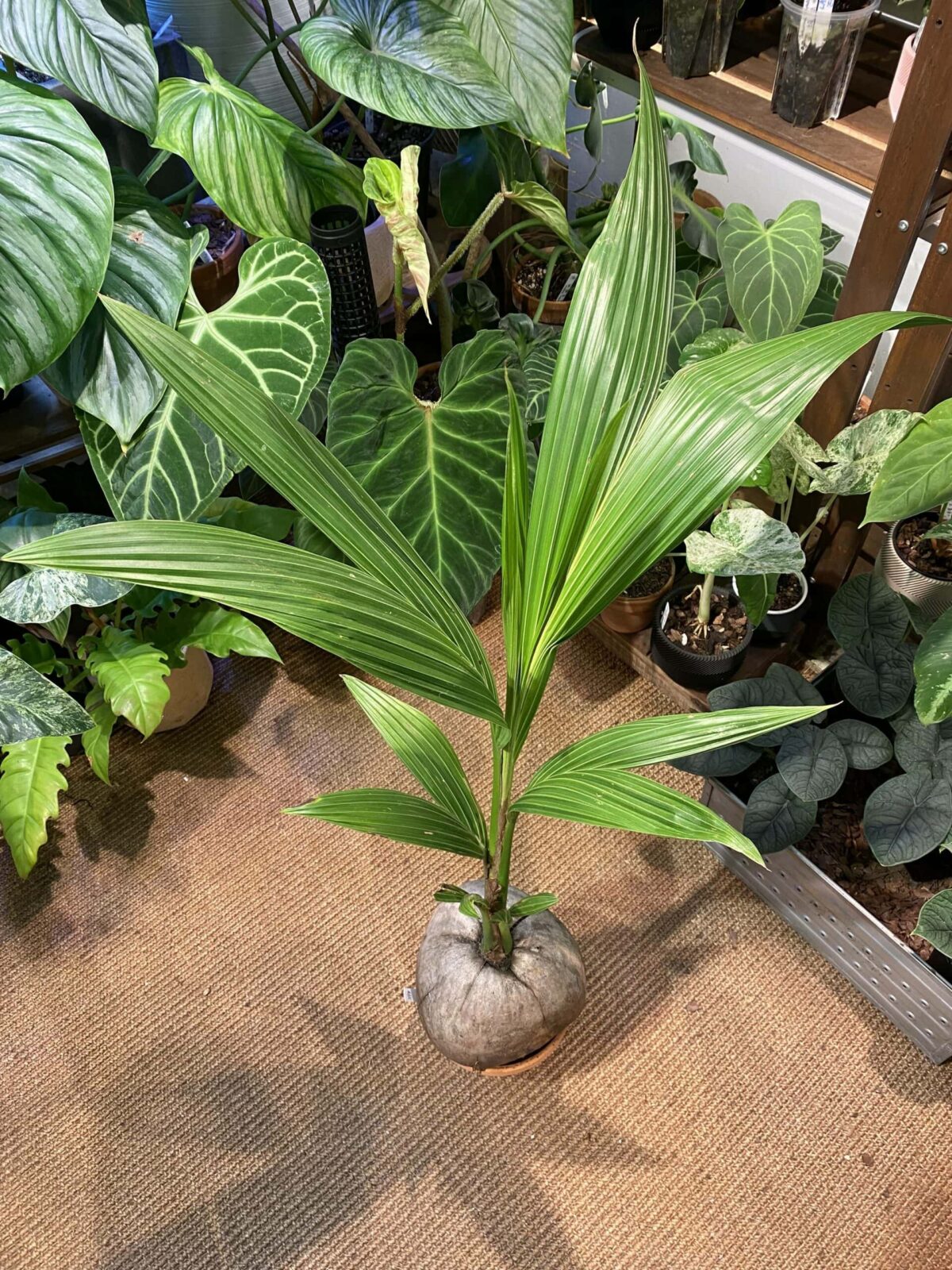 Cocos nucifera 椰子苗