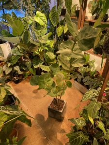 Coccoloba uvifera