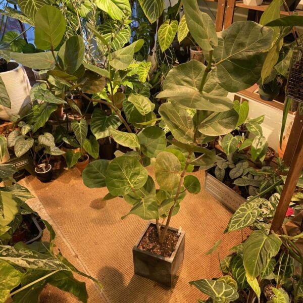 Coccoloba uvifera