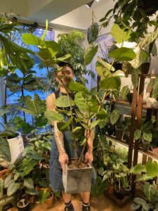 Coccoloba uvifera - Image 3