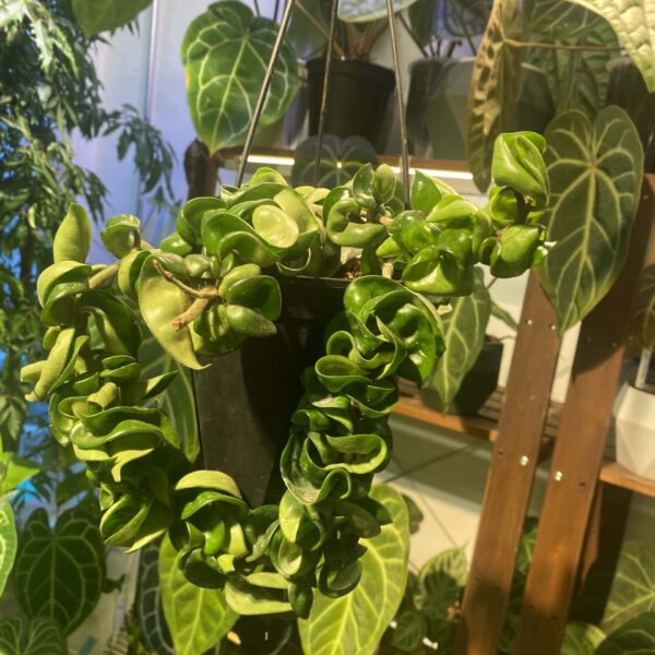 Hoya compacta — 植仔 Plantjai 香港觀葉植物