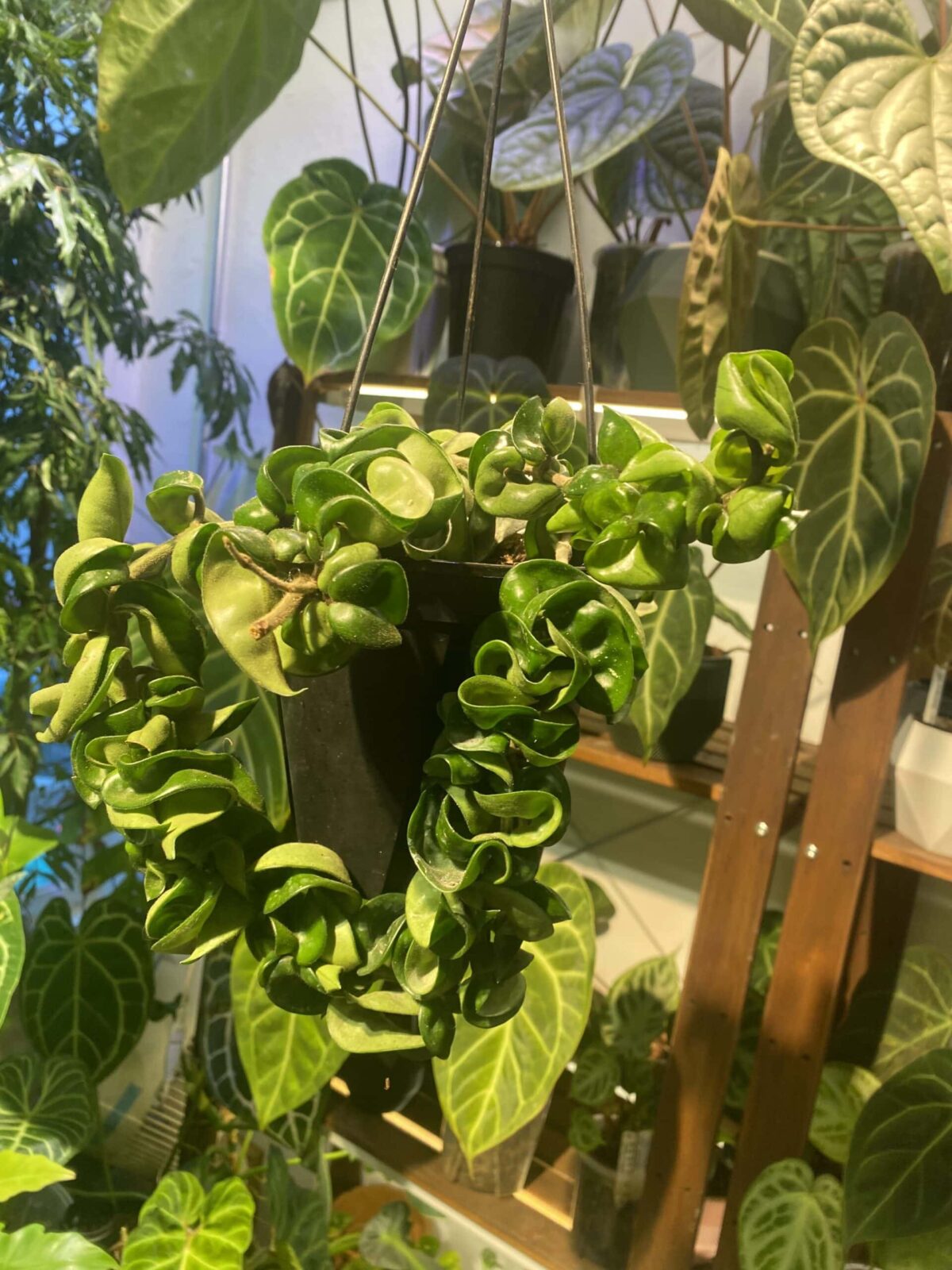 Hoya compacta 捲葉毬蘭