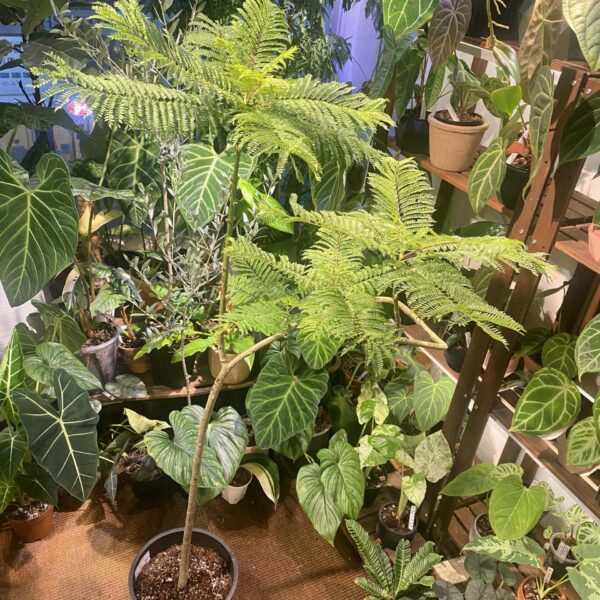 藍花楹（Jacaranda mimosifolia）— 植仔 Plantjai 香港觀葉植物