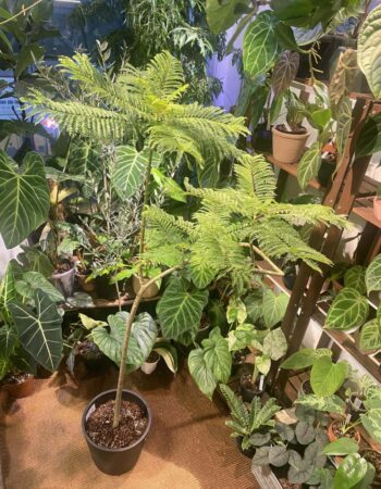 藍花楹（Jacaranda mimosifolia）— 植仔 Plantjai 香港觀葉植物