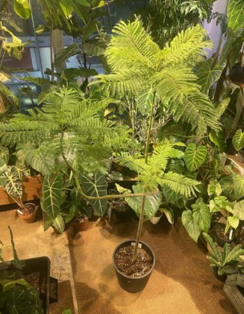 藍花楹（Jacaranda mimosifolia）— 植仔 Plantjai 香港觀葉植物