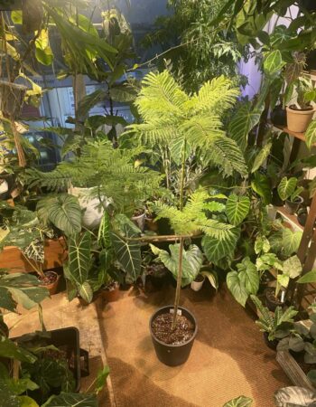 藍花楹（Jacaranda mimosifolia）— 植仔 Plantjai 香港觀葉植物