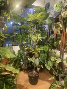 Blue Jacaranda 藍花楹：圖片 3