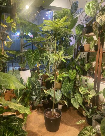 藍花楹（Jacaranda mimosifolia）— 植仔 Plantjai 香港觀葉植物