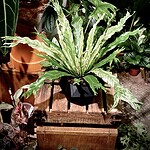 Philodendron 'Pink Princess Galaxy' 銀河粉公主蔓綠絨（Philodendron 'Pink Princess Galaxy'）— 植仔 Plantjai 香港觀葉植物