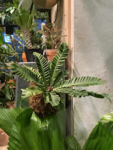 Asplenium nidus var plicatum - Image 7