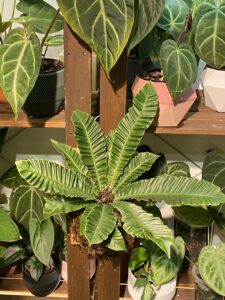 Asplenium nidus var plicatum - Image 5