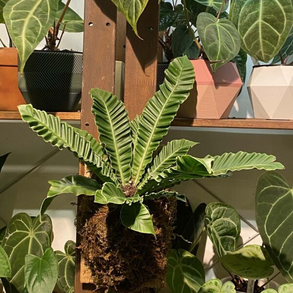 Asplenium nidus var. plicatum 皺葉雀巢蕨 / 眼鏡蛇鳥巢蕨