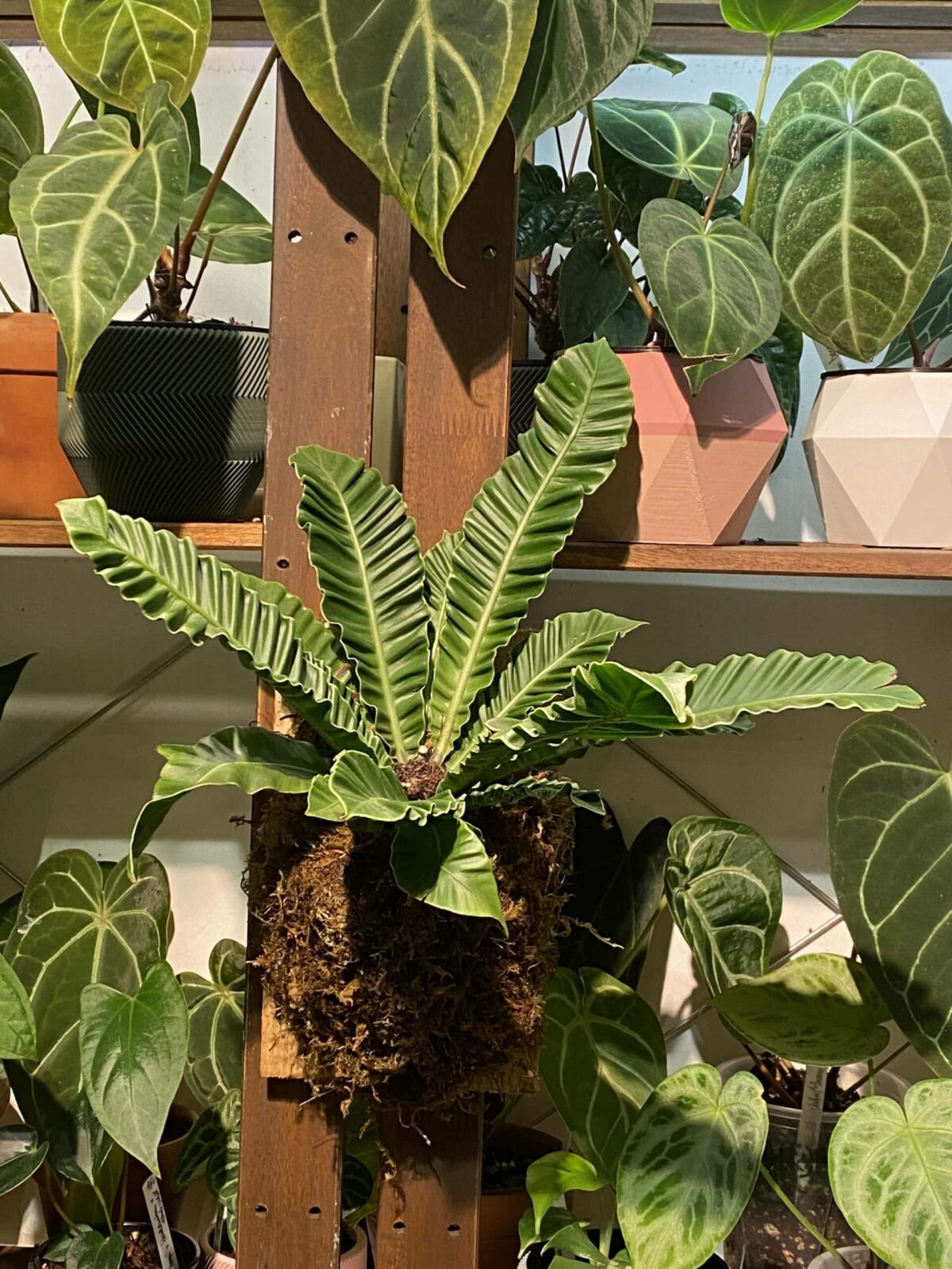 Asplenium nidus var. plicatum 皺葉雀巢蕨 / 眼鏡蛇鳥巢蕨