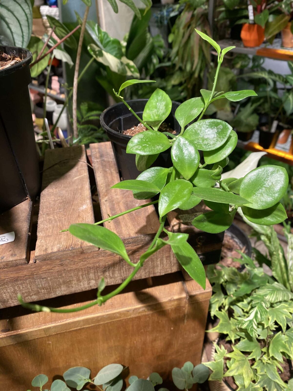 Hoya collina biakensis 比亞克毬蘭