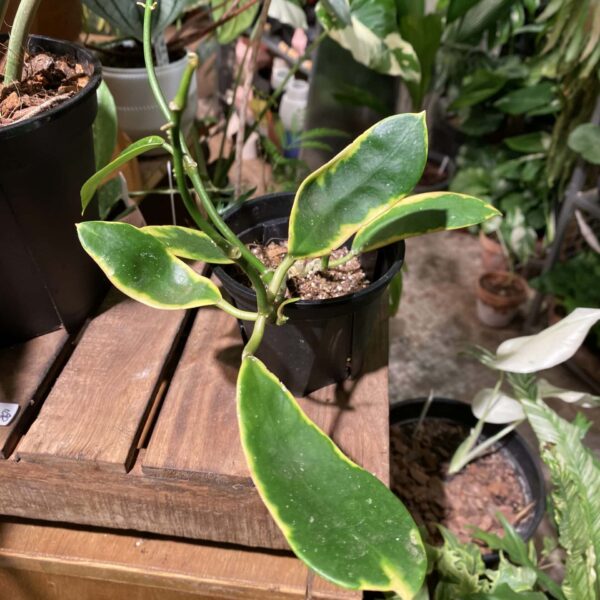 Hoya diversifolia albomarginata — 植仔 Plantjai 香港觀葉植物