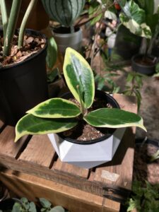 Hoya Verticillata Yangzhi