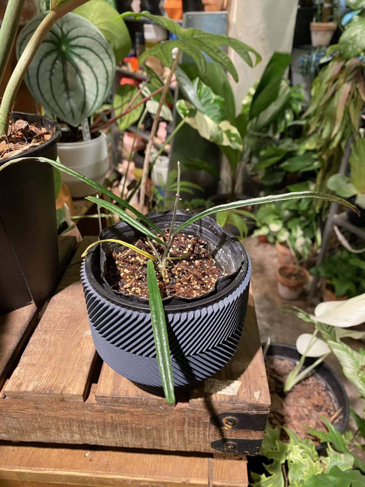 Hoya insularis 島葉毬蘭 Hoya insularis 島葉毬蘭 — 植仔 Plantjai 香港觀葉植物